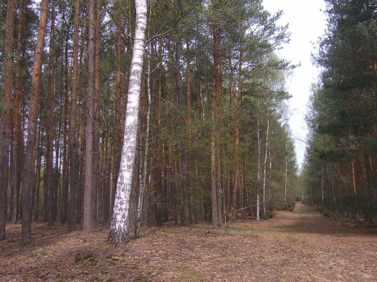 Działka leśna Duninów Duży. Zdjęcie 4