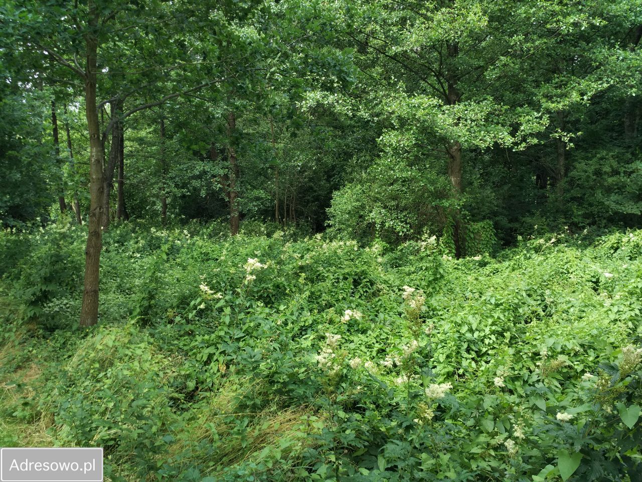 Działka budowlana Ostróda, ul. Celestyna Mrongowiusza. Zdjęcie 2