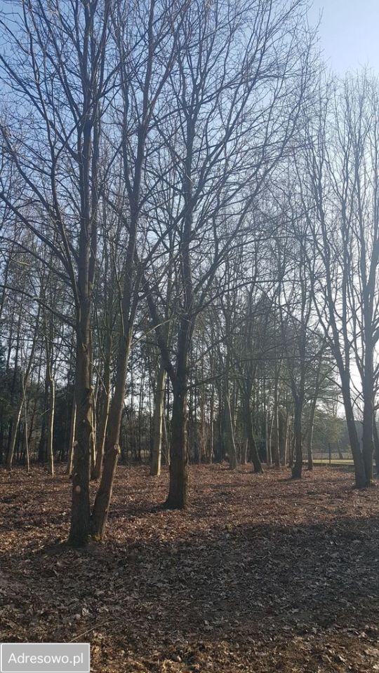 Działka rekreacyjna Głosków, ul. Millenium. Zdjęcie 4