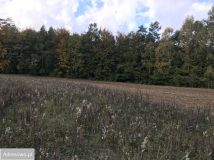 Działka budowlana Kochanowo, ul. Leśna. Zdjęcie 1