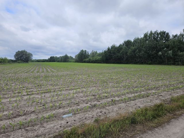 Działka rolna Dorohusk. Zdjęcie 1