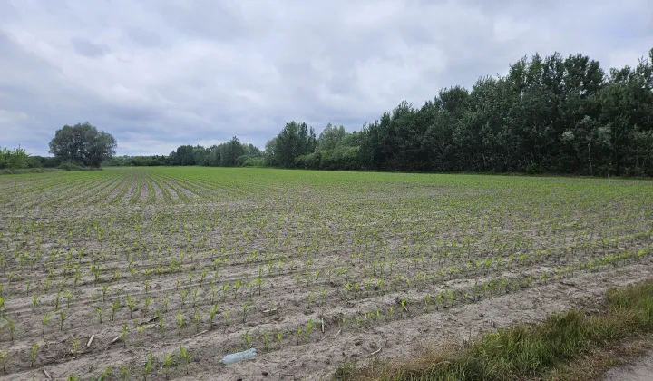 Działka rolna Dorohusk