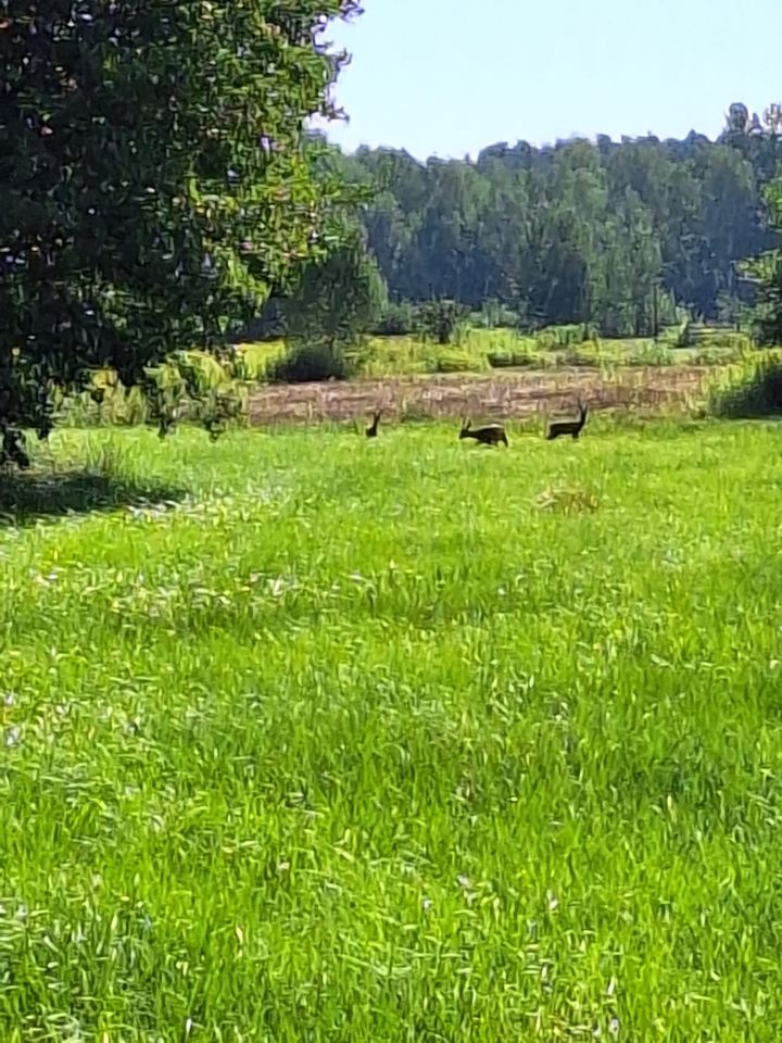 dom wolnostojący, 3 pokoje Dąbrówka Dolna, ul. Budkowska. Zdjęcie 16