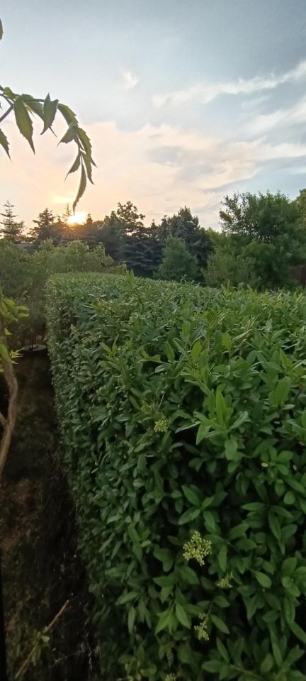 Działka rod Łódź Górna, ul. Lodowa. Zdjęcie 37