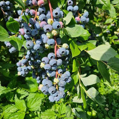 dom wolnostojący, 5 pokoi Krakuszowice. Zdjęcie 22