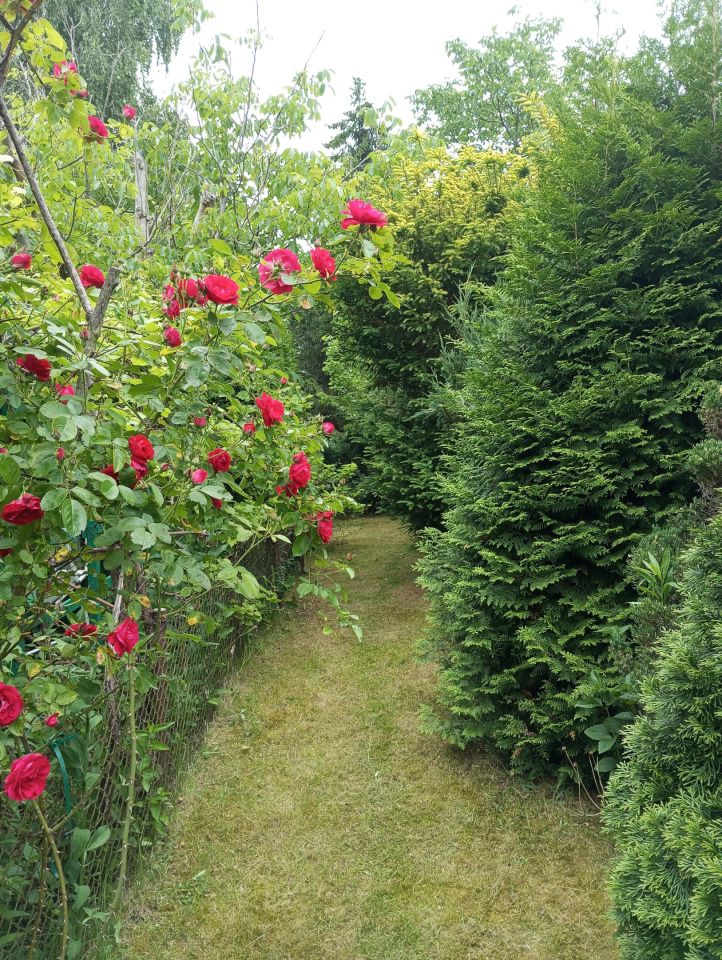 Działka rod Szałe. Zdjęcie 4