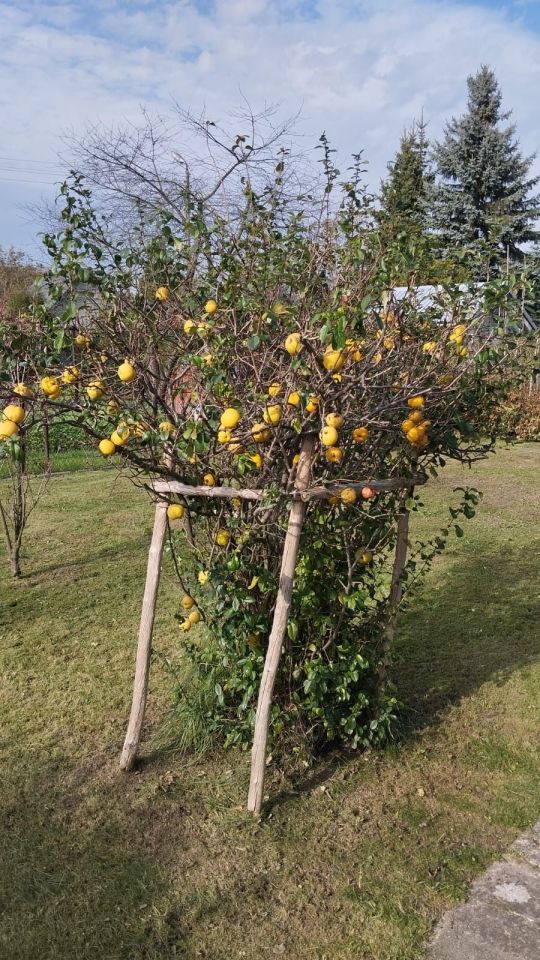 Działka rod Skawina. Zdjęcie 2