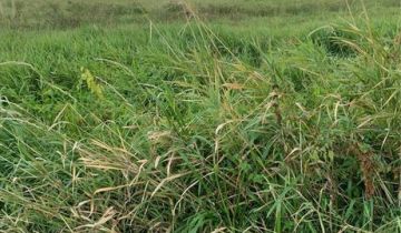 Działka budowlana Stare Kupiski