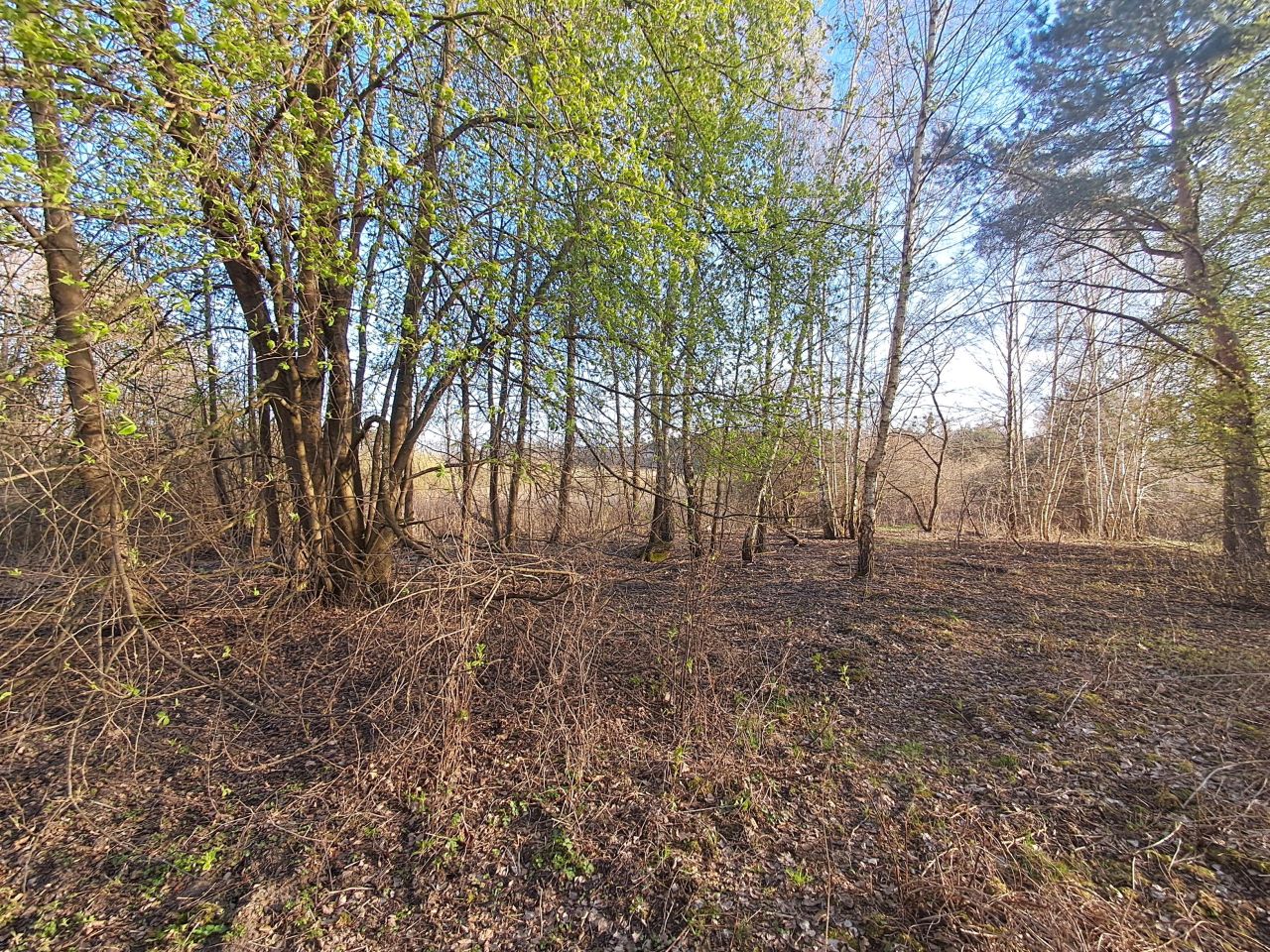 Działka rolno-budowlana Zofiówka. Zdjęcie 5