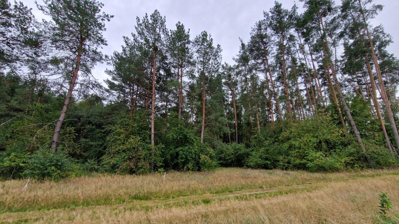 Działka inwestycyjna Wszewilki Pomorska, ul. Leśna. Zdjęcie 15