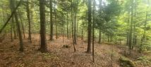 Działka leśna Łodygowice. Zdjęcie 2