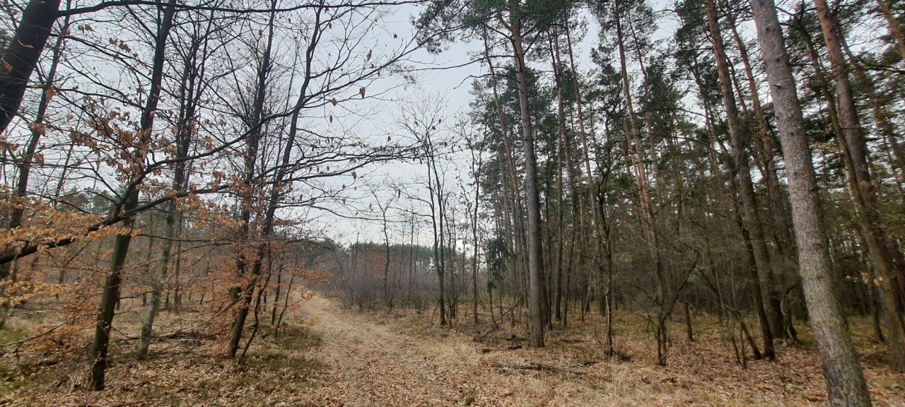 Działka leśna Ruda Kozielska. Zdjęcie 3