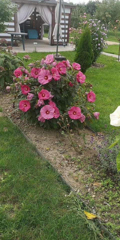 Działka rekreacyjna Wawrów. Zdjęcie 14