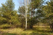 Działka budowlana Uwieliny, ul. Spokojna. Zdjęcie 1