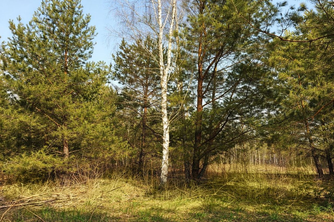 Działka budowlana Uwieliny, ul. Spokojna. Zdjęcie 2