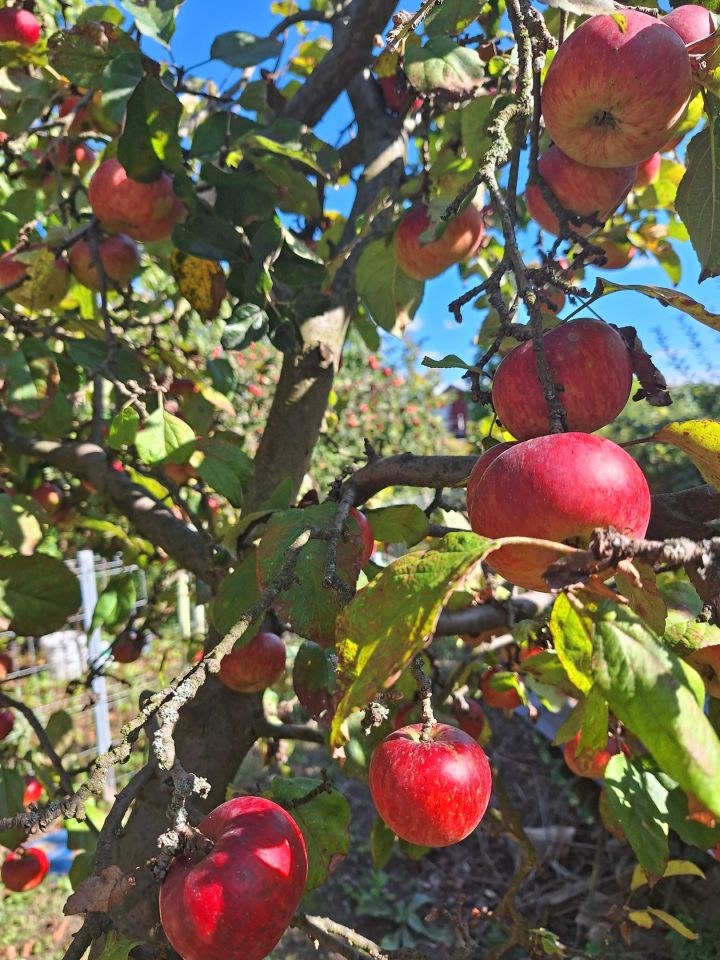 Działka rod Nysa, ul. Władysława Jagiełły. Zdjęcie 6