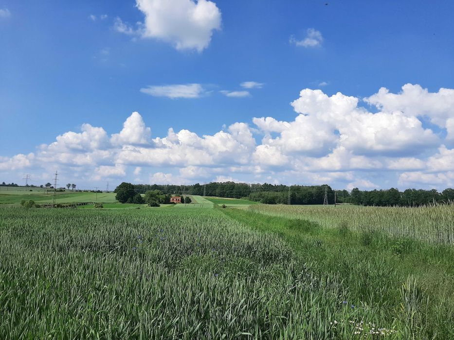 Działka rolno-budowlana Wieszowa, ul. Jagodowa