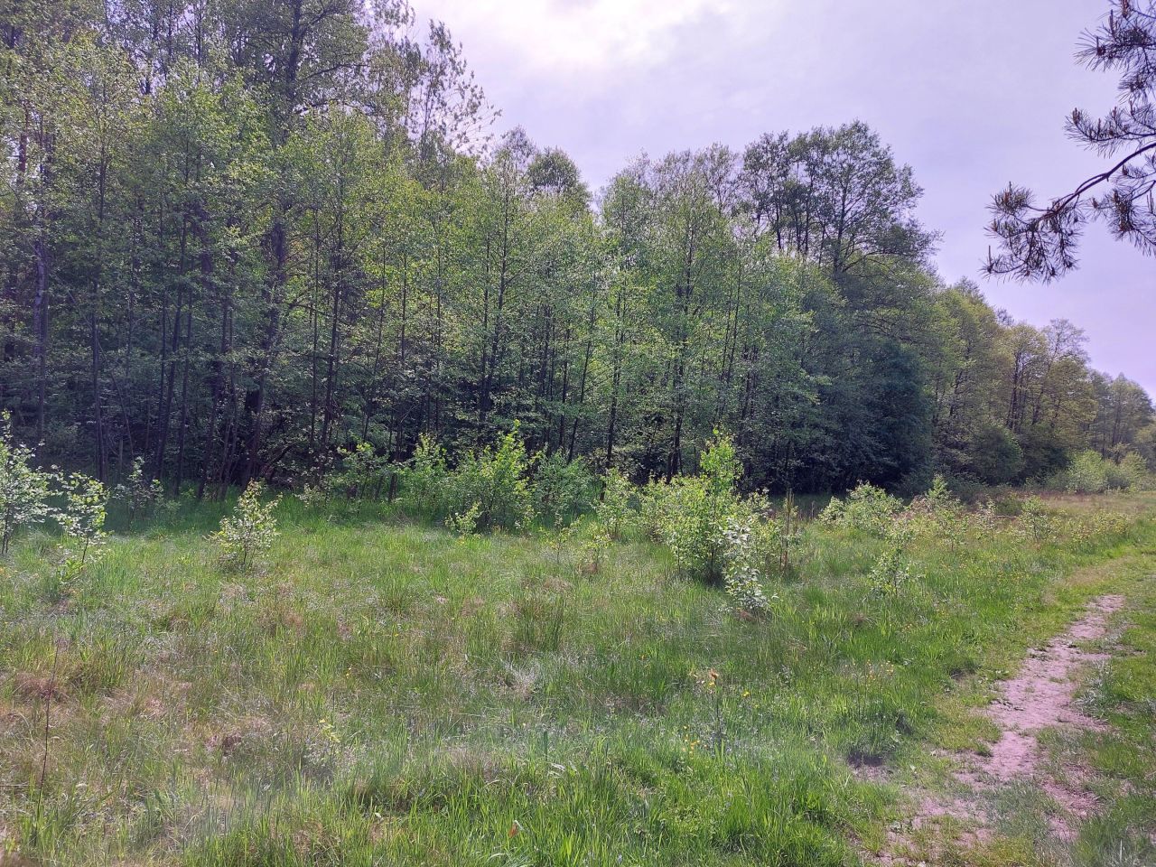 Działka rekreacyjna Starzechowice Sęp, BRAK. Zdjęcie 16