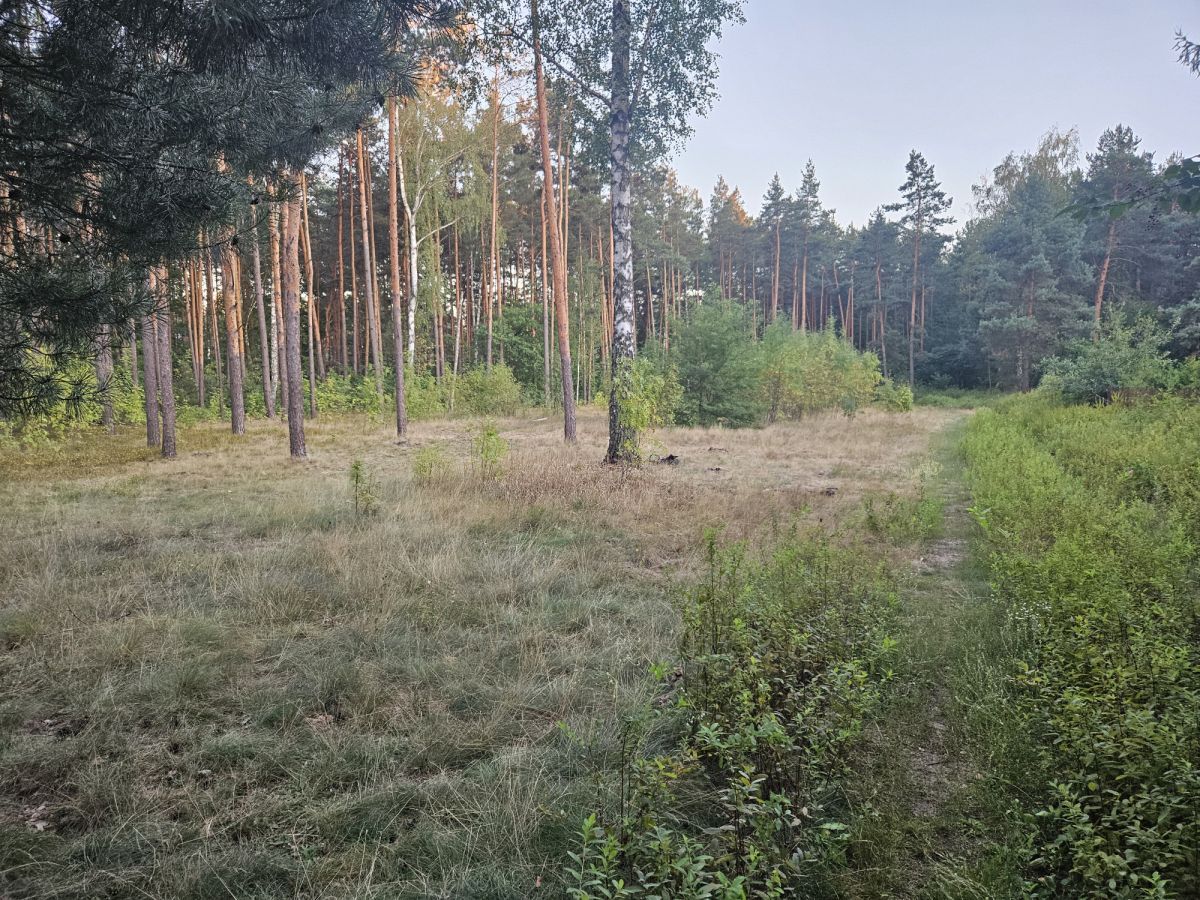 Działka leśna Warszawa Wesoła, ul. Władysława Broniewskiego. Zdjęcie 9