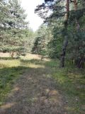Działka leśna Żarki-Letnisko, ul. Jasna. Zdjęcie 4