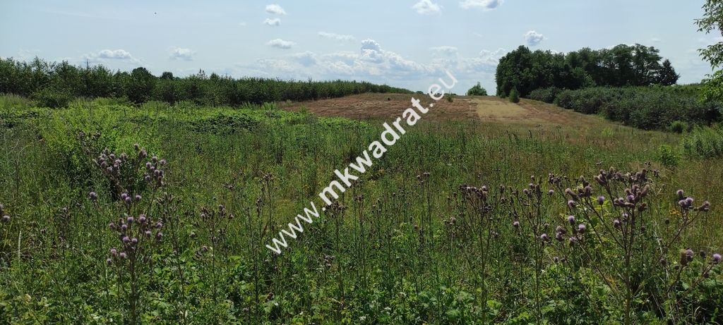 Działka siedliskowa Wola Pękoszewska. Zdjęcie 2