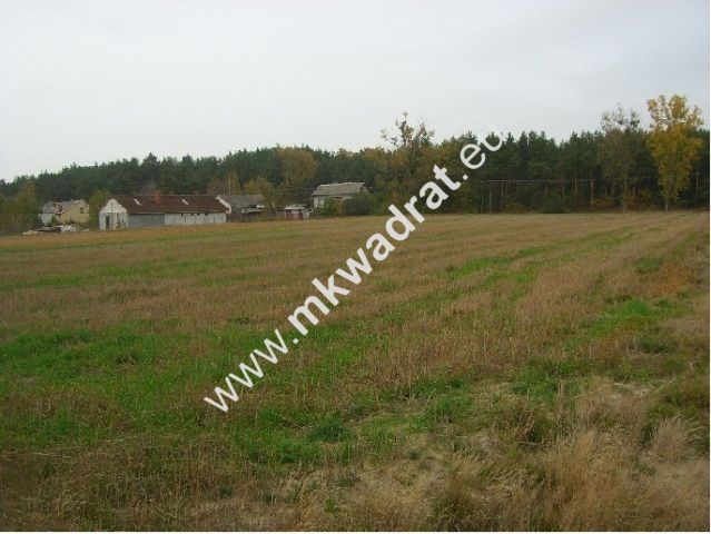 Działka Mistrzewice. Zdjęcie 3