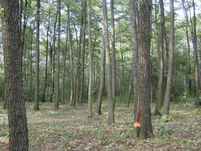 Działka budowlana Buczynów. Zdjęcie 1