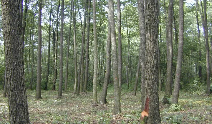 Działka budowlana Buczynów