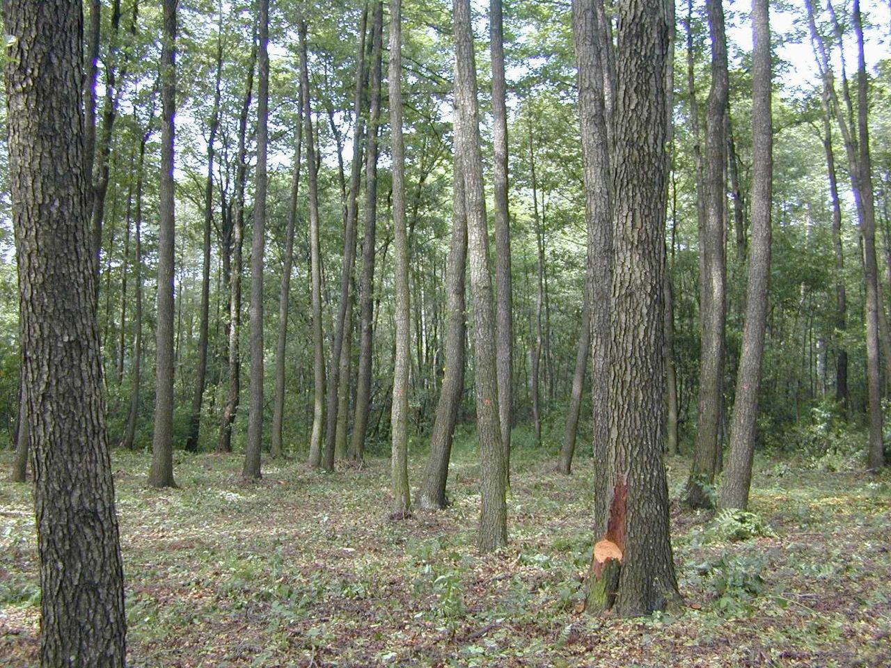 Działka budowlana Buczynów. Zdjęcie 1