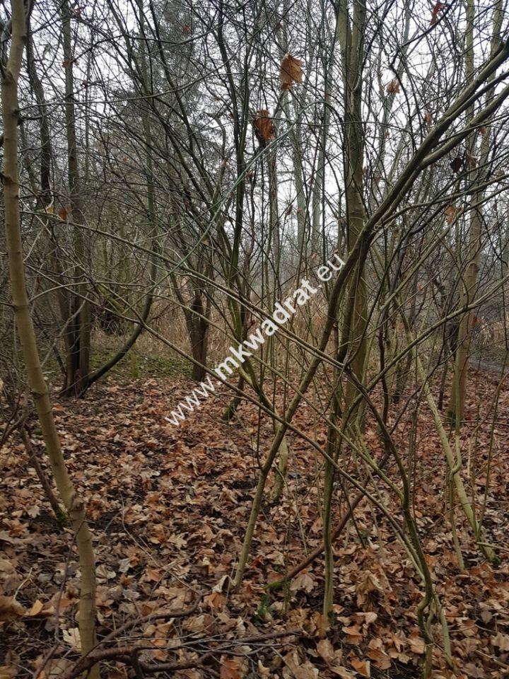 Działka budowlana Komorów. Zdjęcie 7