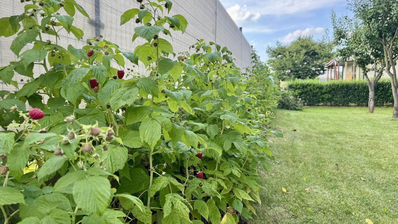 Działka rod Stary Sącz, ul. Trakt św. Kingi. Zdjęcie 10