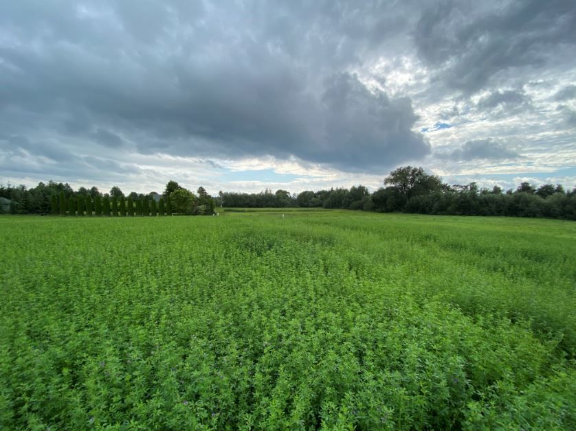 Działka rekreacyjna Dreństwo. Zdjęcie 10