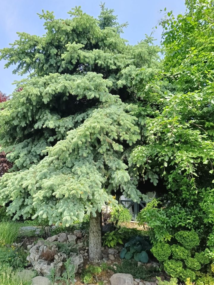 Działka rod Jarocin Annapol, ul. Żerkowska. Zdjęcie 6