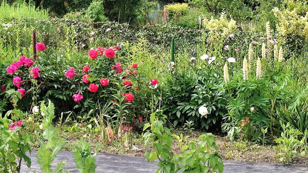 Działka rod Chełm. Zdjęcie 6