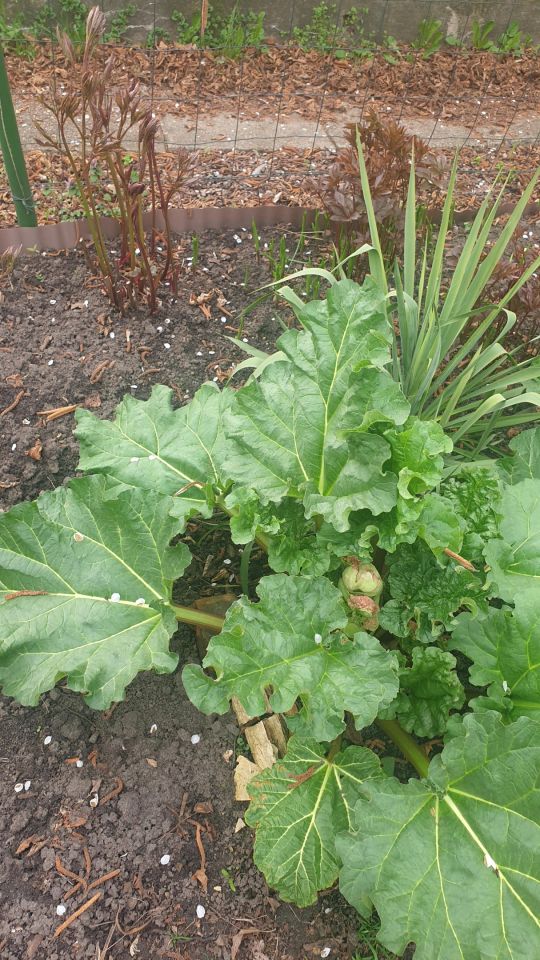 Działka rod Warszawa Marymont, ul. Klaudyny. Zdjęcie 8