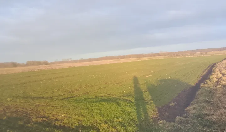 Działka rolna Koniewo, Koniewo