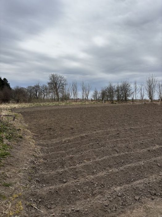 Działka siedliskowa Zdrzewno. Zdjęcie 2