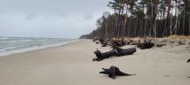 Działka rolna Karwieńskie Błoto Drugie. Zdjęcie 3