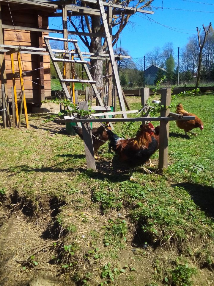 siedlisko, 7 pokoi Turzańsk. Zdjęcie 9