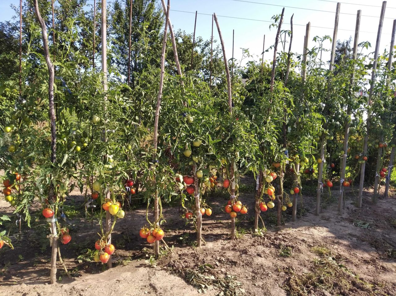 Działka rod Racibórz, ul. Opawska. Zdjęcie 7