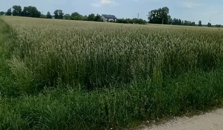 Działka rolna Kurów