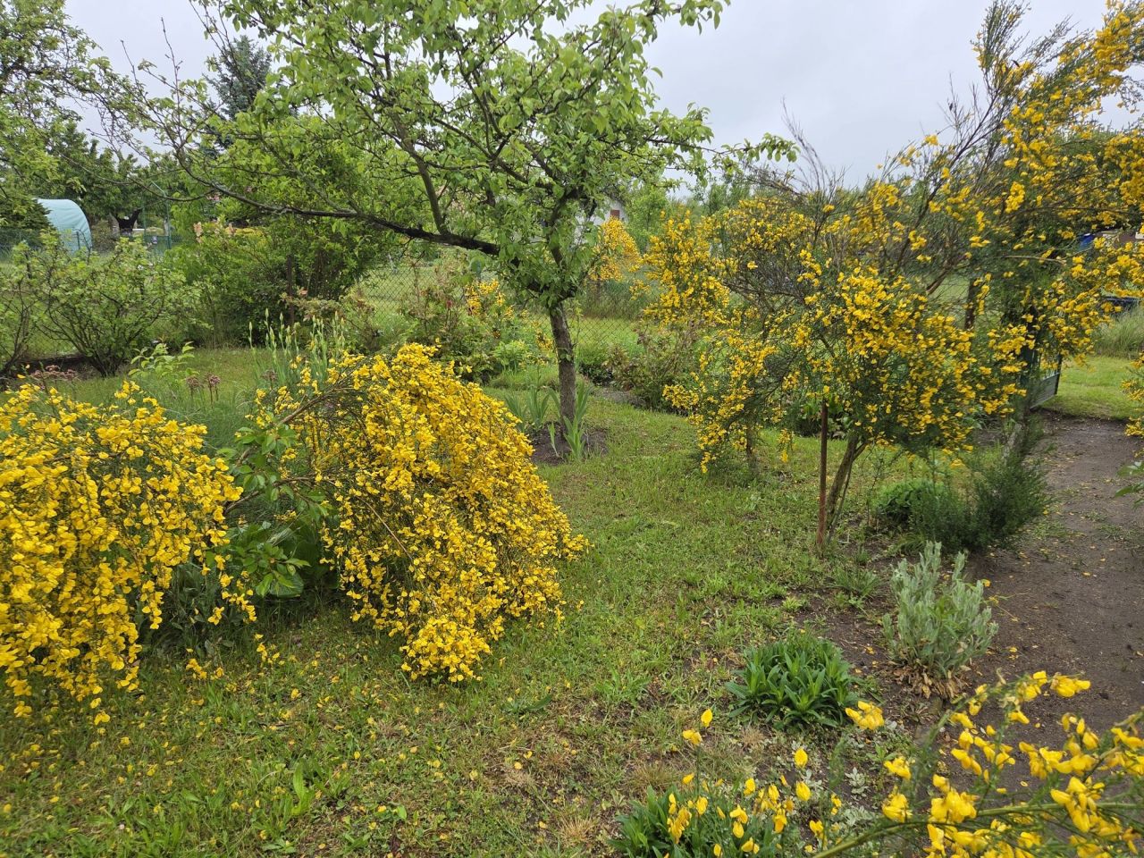 Działka rod Wrocław Polanowice. Zdjęcie 6