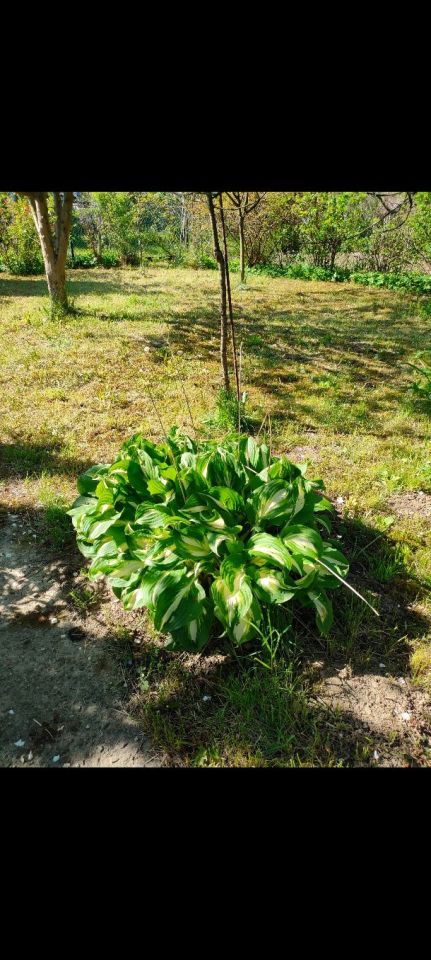 Działka rod Kraków Mistrzejowice, ul. Łęgowa. Zdjęcie 3