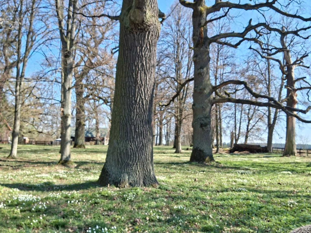 Działka rolno-budowlana Siemiony. Zdjęcie 4