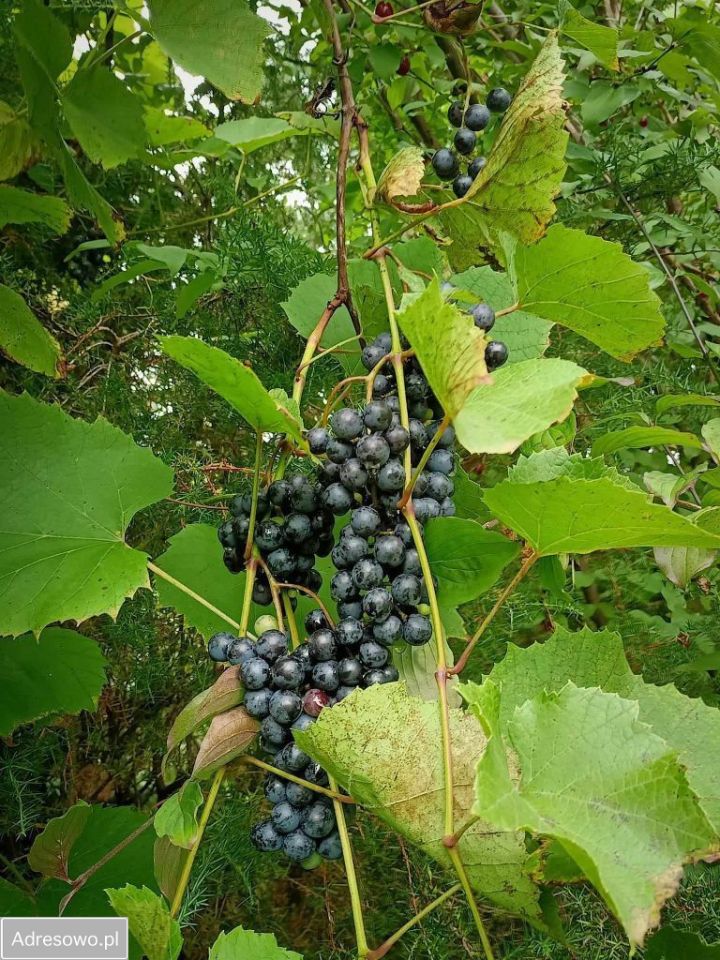 Działka rod Wołomin, ul. Zielona. Zdjęcie 8