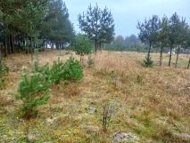 Działka rolna Mstów. Zdjęcie 2