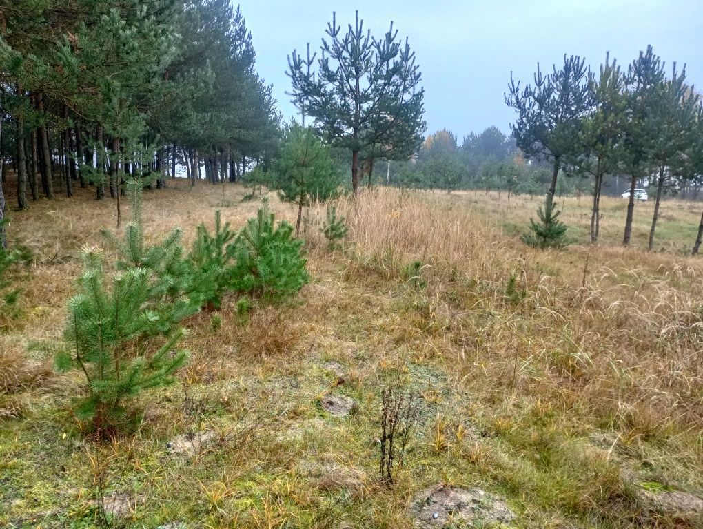 Działka rolna Mstów. Zdjęcie 3