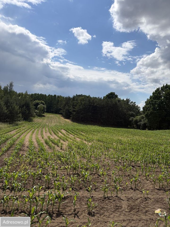 Działka budowlana Starorypin Rządowy. Zdjęcie 4