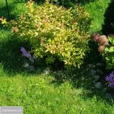 Działka rod Częstochowa Błeszno. Zdjęcie 4