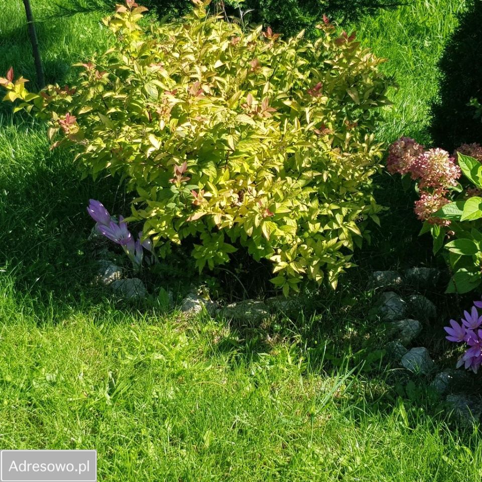 Działka rod Częstochowa Błeszno. Zdjęcie 5